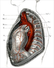 COEUR-Péricarde et artères du tronc