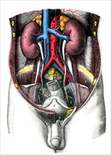 Appareil uro-génital-Anatomie