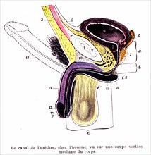 Pénis et canal de l'urètre
