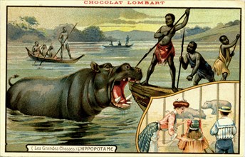 Chasse à l' hippopotame