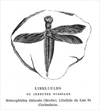 Heterophlebia dislocata ( by Brodie ) Fossil insect. From artwork " L'Univers
avant l' homme " by