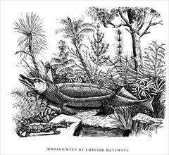 MEGALICHTYS and Chélide Matamata. from artwork " L'Univers avant l' homme " by M. Boitard.Published