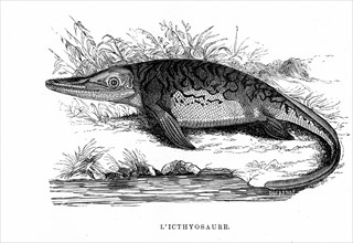 The Ichtyosaurus. From " The Universe before mankind " by M. Boitard
Paris 1863.            ( L'