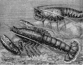 Homarus gammarus.Family of the Nephropoidea ( Lobster ) Submarine zoolo
gy. 1880
