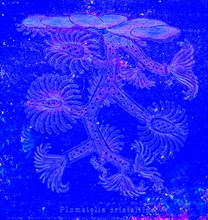 Plumatella cristallina ( Cristata ). Hryozoan polyp . " Animaux étranges " by
Mme Gustave Demoulin