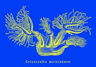 Cristatella mucedo. ( Bryozoan )Submarine Zoology. Artwork by Mme Gustave
Demoulin " Animaux
