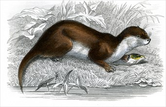 La loutre
1846
Planche illustrée parue dans l'ouvrage "Le Règne Animal distribué d'après son