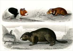1 ) Le cochon d' Inde      1846
2 ) Le Hamster
3 ) La marmotte