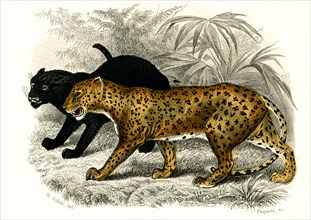 Les panthères
1846
Planche illustrée parue dans l'ouvrage "Le Règne Animal distribué d'après son