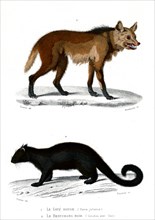 1 ) Canis jubatus
2 ) Ictides ater
1846
Planche illustrée parue dans l'ouvrage "Le Règne Animal