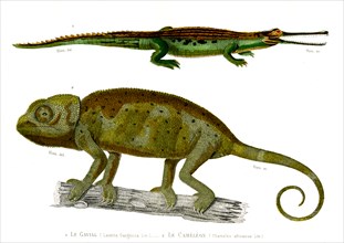 1 ) Lacerta Gangetica             1846
2 ) Chameleo africanus
Planche illustrée parue dans