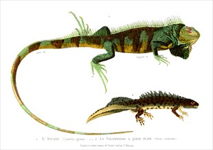 1 ) Lacerta iguana         1846
2 ) Triton cristatus
Planche illustrée parue dans l'ouvrage "Le