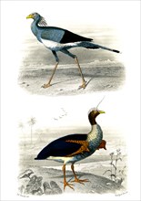 1 ) Le secrétaire       1846
2 ) Le Kamichi
Planche illustrée parue dans l'ouvrage "Le Règne