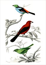 1 ) Le septicolor              1846
2 ) Le Scarlatte
3 ) Le rouverdin
Planche illustrée parue