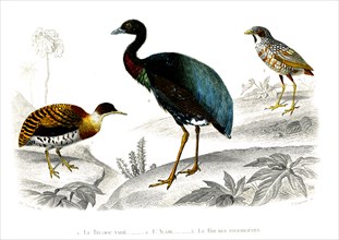 1 ) Le tinamou varié          1846
2 ) L'agami
3 ) Le roi des fourmilières