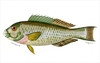 Scarus Harid
1846
Planche illustrée parue dans l'ouvrage "Le Règne Animal distribué d'après son