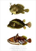 1 ) Chironectes Scaber  ; 1846
2 ) Ostracion triqueter
3 ) Balistes armatus
Planche illustrée