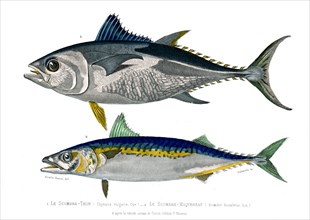 1 ) Thynnus vulgaris
2 ) Scomber Scombrus         1846
Planche illustrée parue dans l'ouvrage "Le