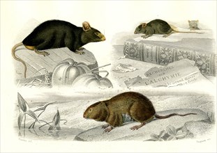 1 ) Le rat     1846
2 ) La souris
3 ) Le rat d'eau