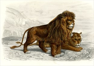 Le lion
1846