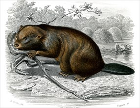 Le castor
1846
Planche illustrée parue dans l'ouvrage "Le Règne Animal distribué d'après son