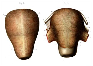 Structure de l'utérus ( Fibres musculaires )