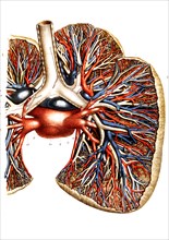 Rapports des bronches et des vaisseaux pulmonaires