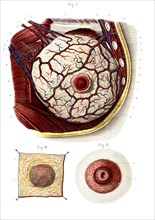 La glande mammaire , le mamelon et l'auréole