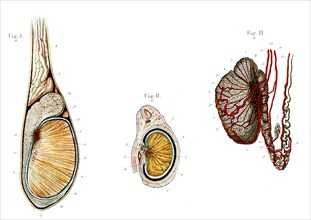 Structure du testicule