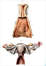Organes génitaux internes de la femme