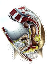 Anatomie ,l'urètre