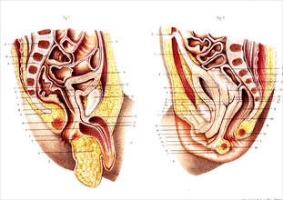 Organes pelviens ( appareil génito-urinaire )