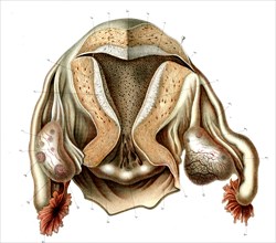 Structure de l'utérus ,muqueuse utérine