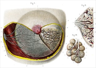 Structure de la mammelle , vaisseaux lymphatiques