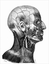 Superficial veins of the skull and face. View side
1905           " Traité d' Anatomie humaine "