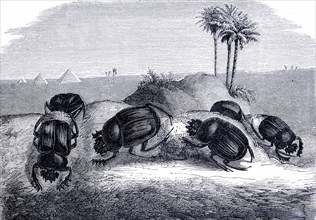 Dung beetles rolling eggs, 1880