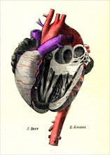 Heart of fetus