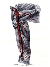 Arteries of the arm
