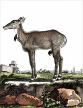 Antilope nilgaut