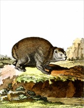 Marmotte du Cap