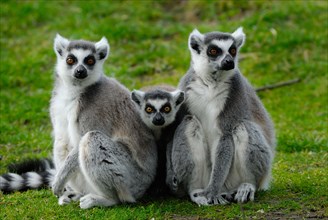 Two ring tailed lemurs