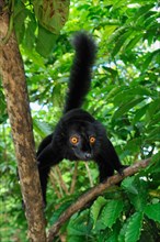 Black lemur (Eulemur macaco macaco)