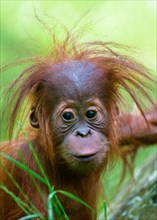 Cute baby Orangutan (Pongo pygmaeus)