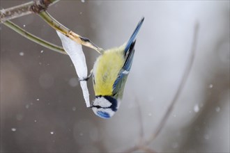 Tit and Icicle