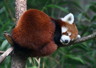 Asian Red Panda