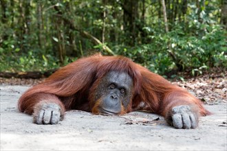 Female Bornean orangutan