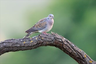 European Turtle Dove on a branch in Romania