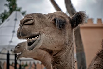 Camel funny animal face laughing