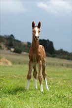 Young foal standing in a field