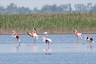 Flamingoes in the Camargue France